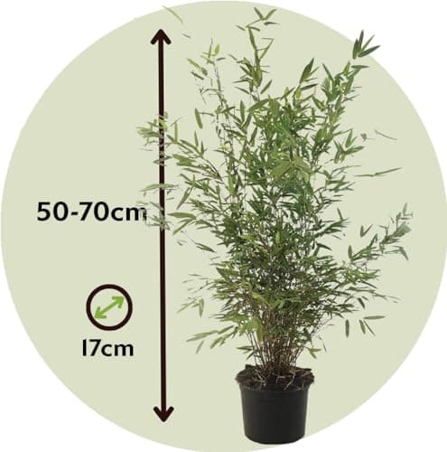 Fargesia nitida 'Gansu' Plant in a Box - 2er-Set - Winterhart Immergrün - Topf 17cm - nicht invasiv - dunkelvioletter Ba