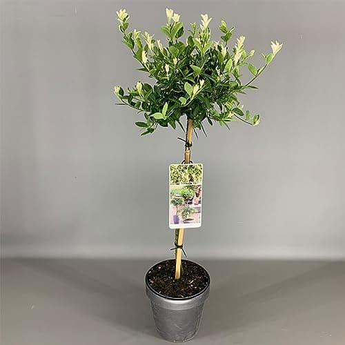 Gardener's Dream Euonymus Harlequin Baum - Idylleschwender für Garten, Balkon und Terrasse, Winterhart, 70-80 cm (Beigei