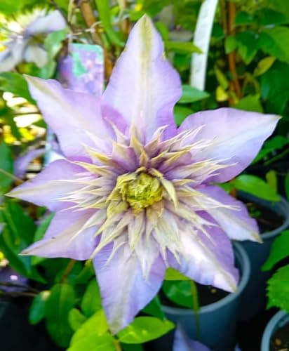 **Waldrebe Clematis Hybride Multi Blue Winterhart für Gärten**
| **Blauer Kletterstrauch Waldrebe Clematis Hybride Mult