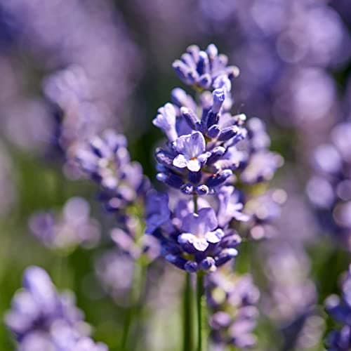 Bloomique Winterhart Duftlavendel - 3er Set - Gartenpflanzen Lavandula Angustifolia Ardèche - Winterhart - Mehrjährig -