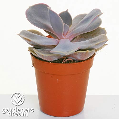 20 ECHEVERIA SAMMLUNG VON SCHÖNEN PFLEGELEICHTEN SUKKULENTEN Für Anfänger im Innenhof