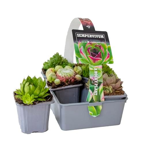 Sempervivum-Mischung Bloomique 6er-Mix Winterhart für Gartenpflanzen Topf 7 cm