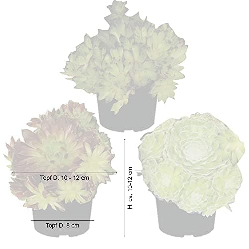 Sempervivum Mix Hauswürz - Dekoration fürɑlles_dicke_Pflanzen
| Sempervivum Mix Hauswürz - 6er_Set_Für_Ihr_Garten
| Sem
