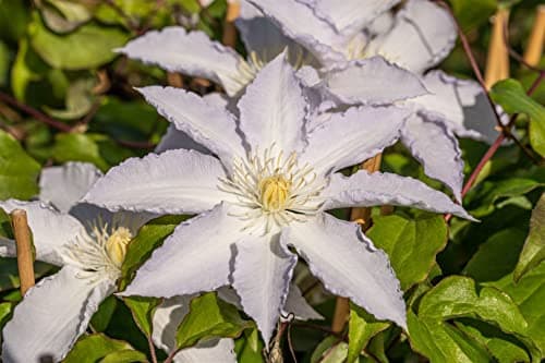 Clematis Hybride 'Destiny' - pflegeleicht, winterhart und ideal für Rankgerüste Weiße Blüten Mai-Septemberpiryhart Winte