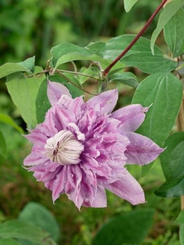 Clematis Hybride 'Josephine' - rosa gefüllte Blüten, Blütezeit Mai-September, bienenfreundlich