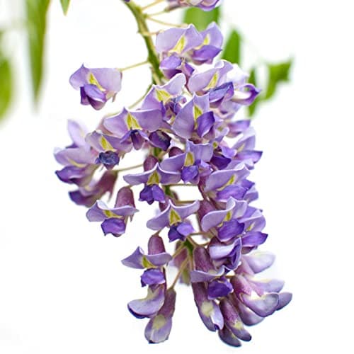 Bloomique Wisteria Sinensis Prolific Blauregen Kletterpflanze Winterhart für Garten Topf 15 cm Hoch
