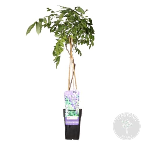 Bloomique Wisteria Sinensis Prolific Blauregen Kletterpflanze Winterhart für Garten Topf 15 cm Hoch