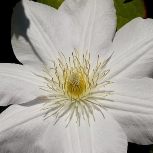 Clematis Großblütige Daniel Deronda 1L - Pflanze für Anfänger und professionelle Gärtner - Ideal für Kleingarten - Schön