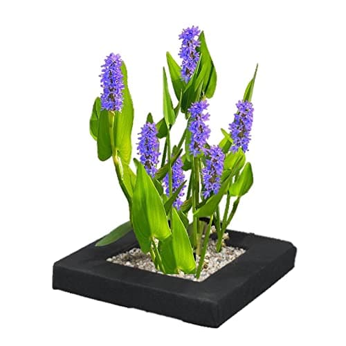 vdvelde.com - Bio Teichpflanzen Schwanenblume Schwimminsel - Nachhaltig aus eigener Gärtnerei - Ideal für familienfreund