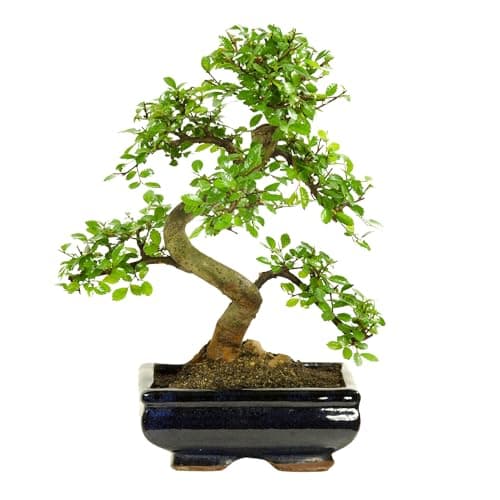 Bonsai Baum mit Keramik Blumentopf - Ligustrum, Ficus, Carmona, Podocarpus - für Indoor-Verwendung, perfekt für Büro und