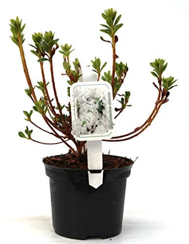 Rhododendron obt. 'Diamant Weiß' - japanische Azalee 20-25cm - perfekt für blumigere Fensterbänke und sonnige Terrassen
