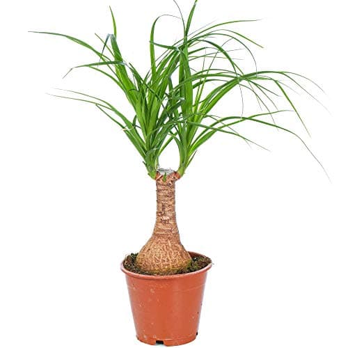 Beaucarnea Recurvata 40-50cm getopfte Perfedeschwanz Palme für Zuhause oder das Büro - eleganterierz.de