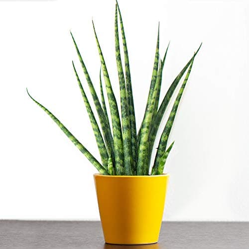 Sansevieria Cylindrica Afrikanischer Spear - Topfte Zimmerpflanze für Zuhause oder das Büro - Geschenkidee - 20cmóng sta