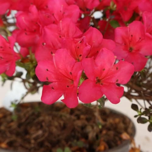 KENTIS Azalee Bonsai Baum Echt für Draußen - Rhododendron Indicum Gartenbonsai - Balkon Pflanzen - H 25/35 cm Topf 15 cm