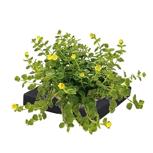 vdvelde.com - Bio Teichpflanzen Schwanenblume Schwimminsel - Nachhaltig aus eigener Gärtnerei - Ideal für familienfreund