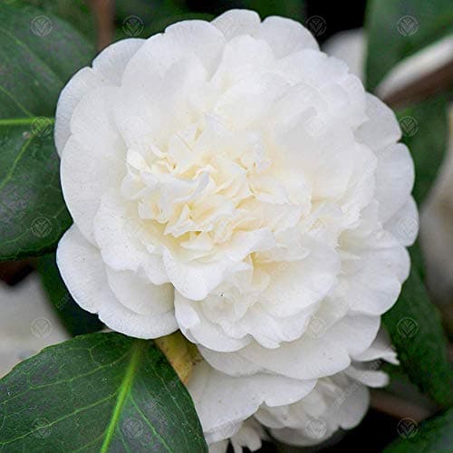 Camellia japonica 'Nobilissima' | Immergrüner Gartenstrauch | 9cm Topf | Blütenreiches Sommer Blüher | Ideal für Vorgart