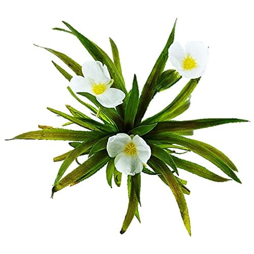 vdvelde.com - Grobes Hornblatt - 5 Liter - Schwimmende Sauerstoffpflanze - für Aquarier - ideales Sauerstoffierenetz - P