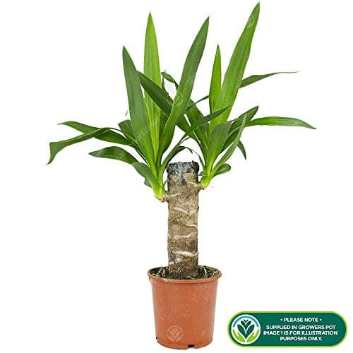 Yucca Elefantentiere Zimmerpflanze - Dekorative Topfbaum für Wohnzimmer in 12cm Topf