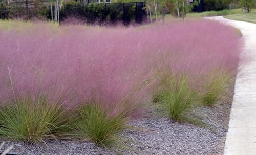 Muhlenbergia capillaris im 1 Liter Topf - Winterhart - Stauden - Fur Blickfang im Garten - Rosa Haargras