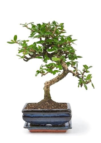 Bonsai Baum mit Keramik Blumentopf - Ligustrum, Ficus, Carmona, Podocarpus - für Indoor-Verwendung, perfekt für Büro und