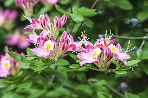 Rhododendron luteum 'Soir de Paris' - Azalee, rosa Blüten, winterhart