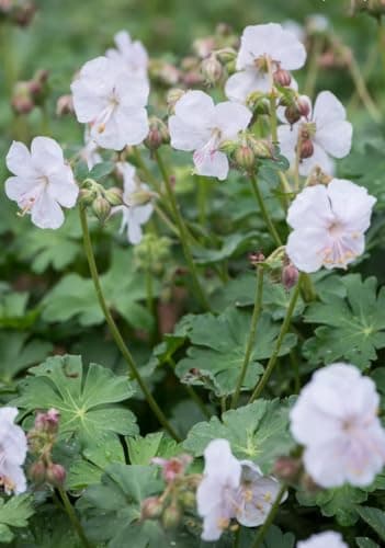 3 x Geranium cantabrigiense 'Saint Ola' - Winterhart - Strahlendes Weiß für den Garten - von Stauden Gänge

3 x Geranium
