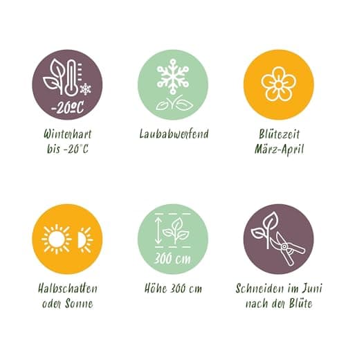 GreenboutiQ - Kletterpflanze Clematis montana Rubens - Frühblühend - Wenig Pflege - Rosa - 2 Pflanzen - Topf 11cm Höhe 4