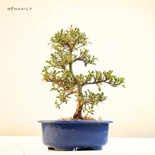 Satsuki Azalee Bonsai – Perfekter Anfänger – Winterhart – 18 cm Topf – Pflegeleicht – Blüht in Wunderschönen Farben  
Sa