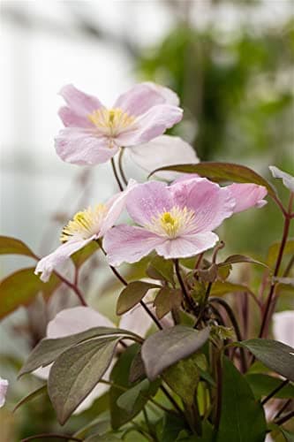 Clematis montana 'Tetrarose' - rosa Blüten, ideal für Rankgerüste, winterhart