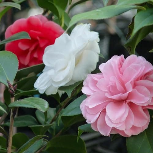 GreenboutiQ - Sträucher - Camelia japonica Tricolour - Rosa, Weiß und Rot Blüte - Immergrün Pflanze - Topf 15cm Hoch 30c