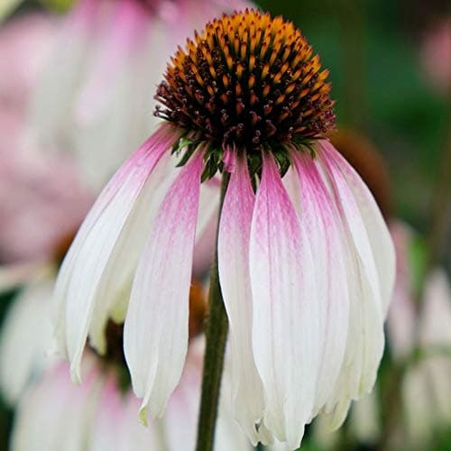 Echinacea farbenfrohe Gartengehölze für kräftige Pflanzen
| Echinacea hübsche Sonnenschirme für farbenfrohe Gärten
| Ec