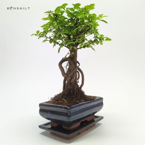 Bonsai Baum mit Keramik Blumentopf - Ulmen-Bonsai - perfekt für Wohnzimmerszene - ideales Geschenk - ideal für Anfänger