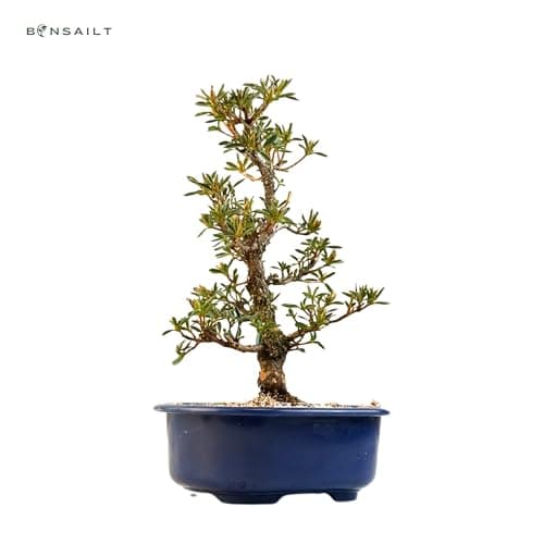 Satsuki Azalee Bonsai – Perfekter Anfänger – Winterhart – 18 cm Topf – Pflegeleicht – Blüht in Wunderschönen Farben  
Sa