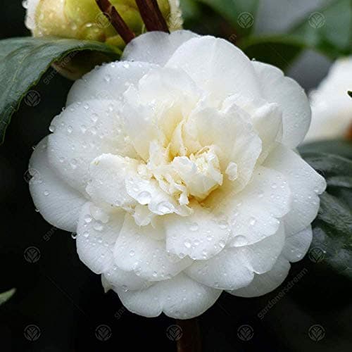 Camellia japonica 'Nobilissima' | Immergrüner Gartenstrauch | 9cm Topf | Blütenreiches Sommer Blüher | Ideal für Vorgart