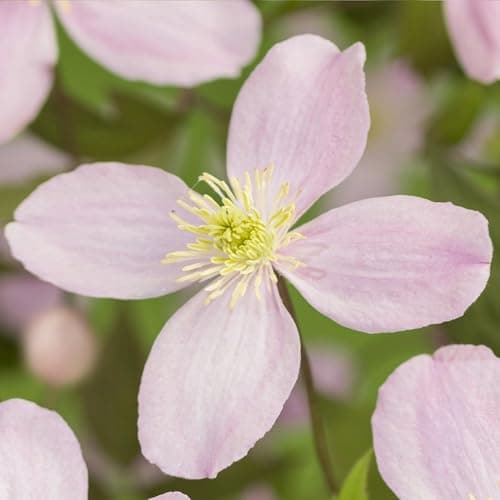 GreenboutiQ - Kletterpflanze Clematis montana Rubens - Frühblühend - Wenig Pflege - Rosa - 2 Pflanzen - Topf 11cm Höhe 4