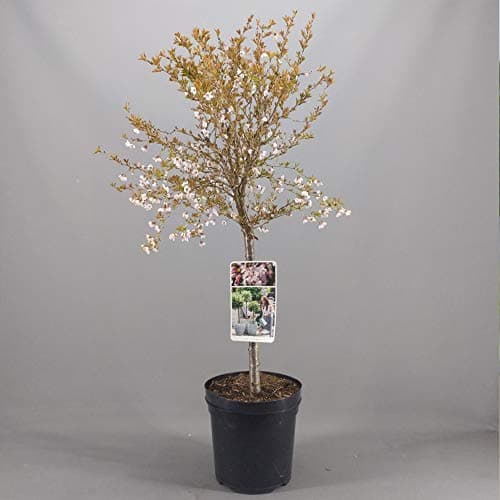 Prunus Kojou-No-Mai Baum | Kompakte Zwerg-Fuji-Zierbäume für kleine Gärten in Töpfen
