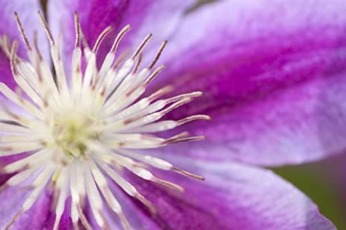 Clematis Hybride 'Dr. Ruppel' - pflegeleicht, zweifarbige rosa-weiße Blüten, ideal für Rankgerüste - Mai-September Blüte