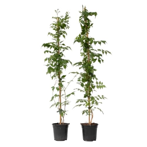 Plant in a Box - Campsis 'Mme Galen' XL - Kletterpflanze für den Garten - 17 cm - 110-120 cm Höhe - 2er Set