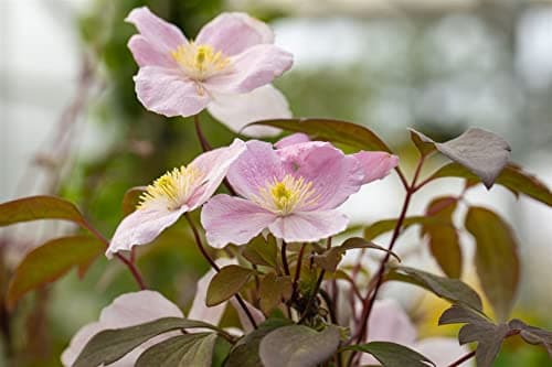 Clematis montana 'Tetrarose' - rosa Blüten, ideal für Rankgerüste, winterhart