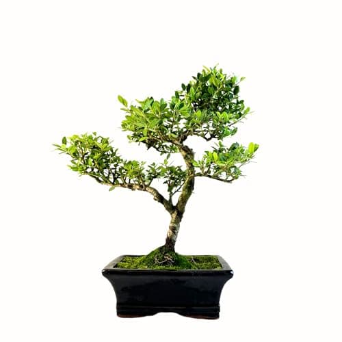 Bonsai Baum mit Keramik Blumentopf - Ligustrum, Ficus, Carmona, Podocarpus - für Indoor-Verwendung, perfekt für Büro und
