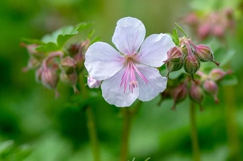 3 x Geranium cantabrigiense 'Saint Ola' - Winterhart - Strahlendes Weiß für den Garten - von Stauden Gänge

3 x Geranium