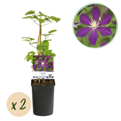 GreenboutiQ Kletterpflanze Clematis Mikelite - Blüte Lila - Wenig Pflege - Ideal für Anfänger - 2 Pflanzen - Topf 11cm H