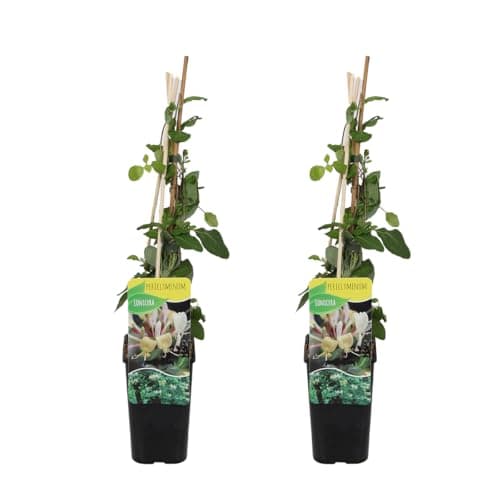 Bloomique - Lonicera Henryi - Orange, Rot - Kletterpflanzen - Winterhart - Immergrün - 50-70 cm Hoch - Topf 15 cm
Bloomi