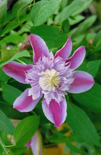 Clematis Hybride 'Josephine' - rosa gefüllte Blüten, Blütezeit Mai-September, bienenfreundlich