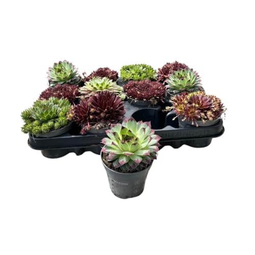 Winterharte Sempervivum Sukkulenten - pflegeleichte Zimmer- und Gartenpflanzen für Haushalte (12 Stück)