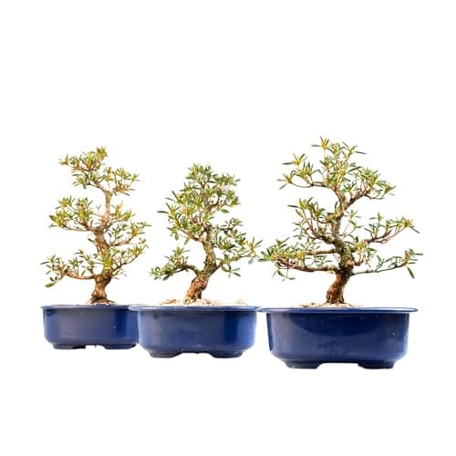 Satsuki Azalee Bonsai – Perfekter Anfänger – Winterhart – 18 cm Topf – Pflegeleicht – Blüht in Wunderschönen Farben  
Sa