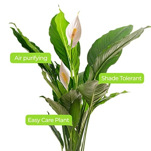 Spathiphyllum Friedenslilie, große Zimmerpflanze, ideal für jede Wohnung, neue Luftreinigerin in Ihrem Zuhause.
| Spath