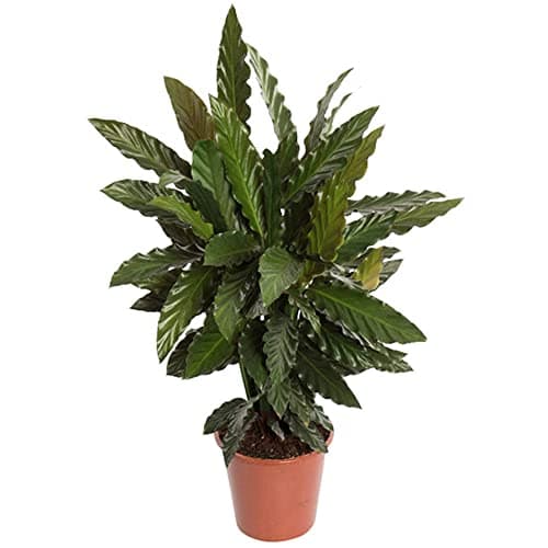 Calathea Rufibarba | Üppige Korbmarante als Geschenk fürs Haus (30-40 cm im Topf)  
Calathea Rufibarba | Üppige Korbmara