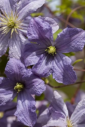Clematis viticella 'Prince Charles' - Italienische Waldrebe, pflegeleicht, winterhart
| Clematis viticella 'Prince Char