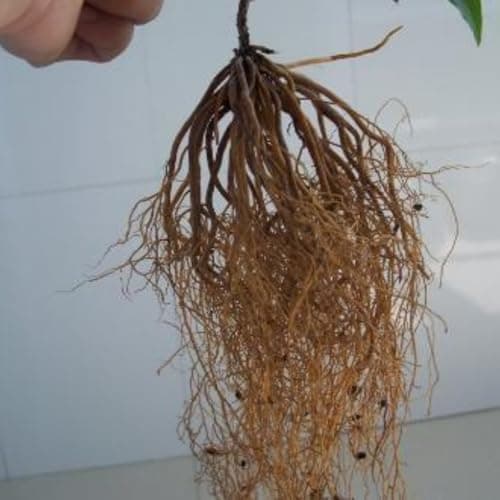 Clematis-Rhizom. Clematis winterhart mehrjährige „Königin der Reben“ - Schmücken Sie die Umgebung -10 Rhizom-Beschläge f